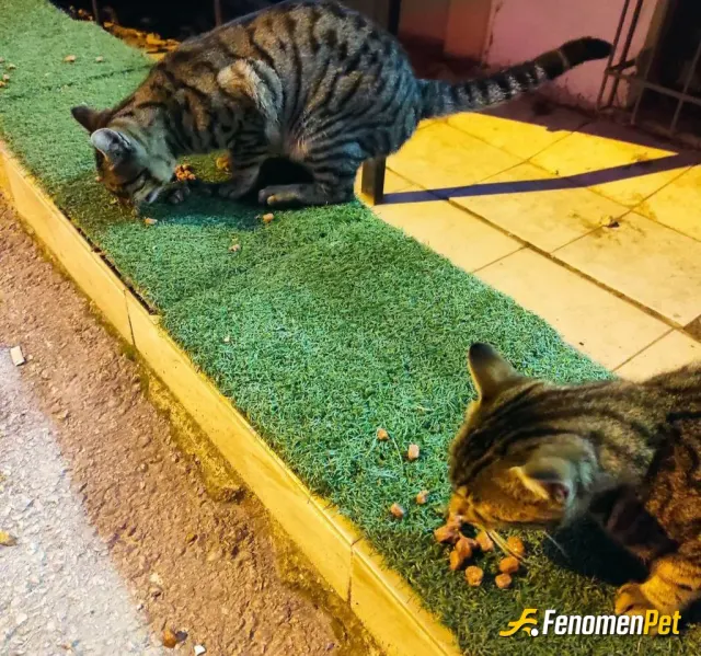 Sokak hayvanı besleme: duyarlı etkinlik için teşekküler #Fenomenpet