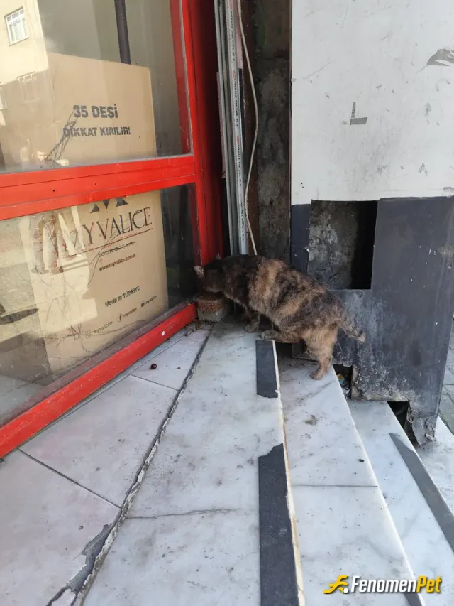 Sokak hayvanı besleme: kedi maması verdim
