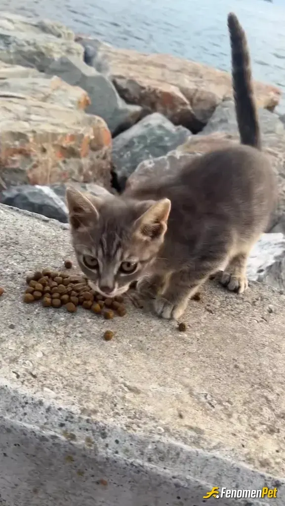 Sokak hayvanı besleme: #Fenomenpet #izmir 🐾,fenomenpet birazda patili dostlarımıza kazandırsın 🥰