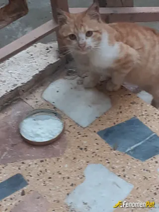 Sokak hayvanı besleme: Herzaman beslerim