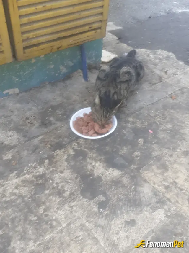 Sokak hayvanı besleme: Dostlarım her yerde benimle :))