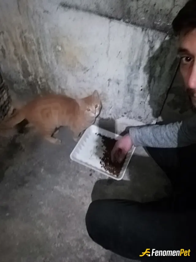 Sokak hayvanı besleme: Onlar dilsiz kullardır. Herkes yaz kış demeden kapısına su mama bırakmalı...