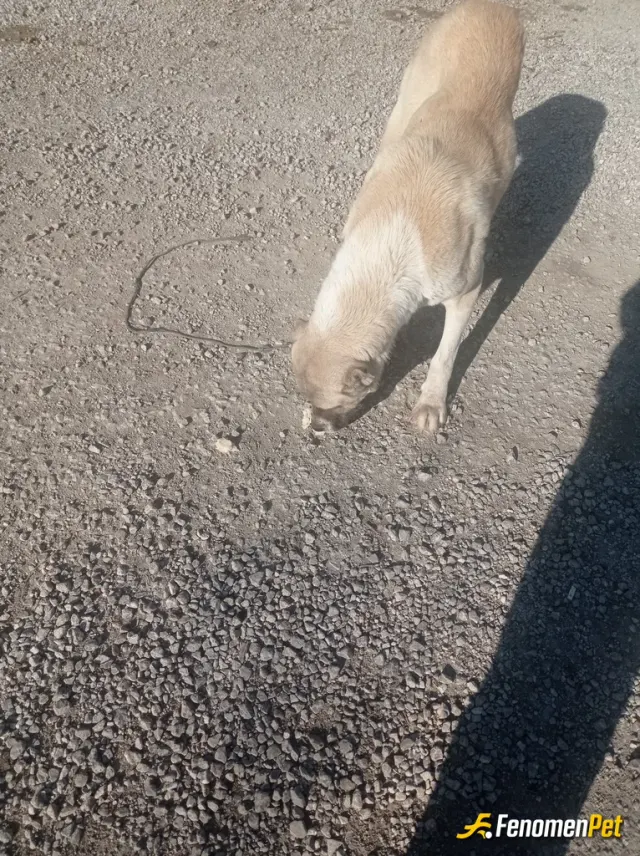 Sokak hayvanı besleme: Mahallemizde bulunan köpek veya kedi elimden geldi kadar yardım ediyorum teşekkürler