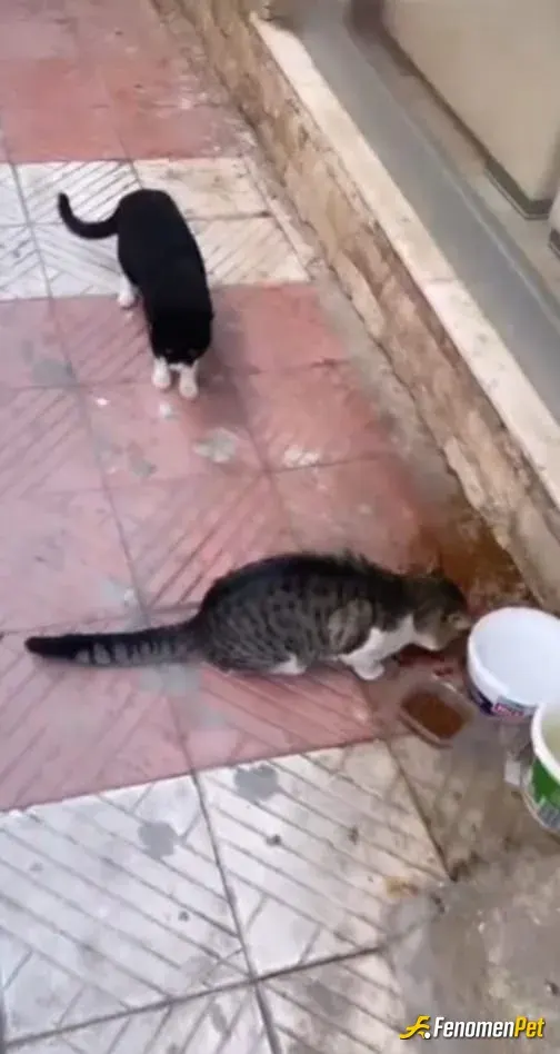 Sokak hayvanı besleme: Sokakta gördüğüm kediyi besledim. Mama ve su verdim