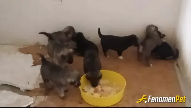 Sokak hayvanı besleme: Evimizin karşısında yavruyalan 9 minik köpek yavrusunu her gün iş çıkışı mama bırakıyorum. Hayvanlarımızı seve
