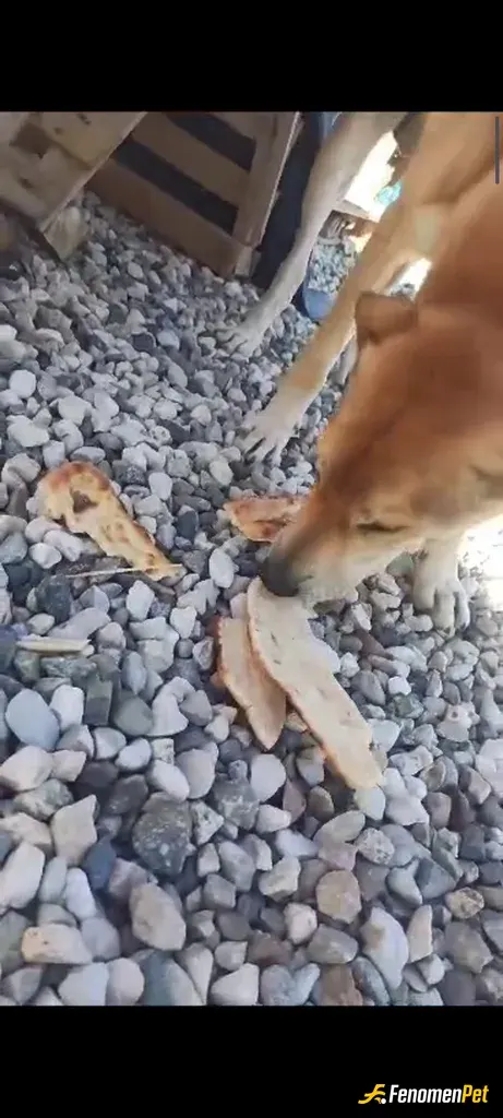 Sokak hayvanı besleme: En sadık dostlarımız🥰🥰