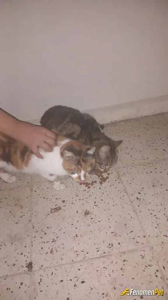 Sokak hayvanı besleme: Balkonuma aldım beslemek için 🌸