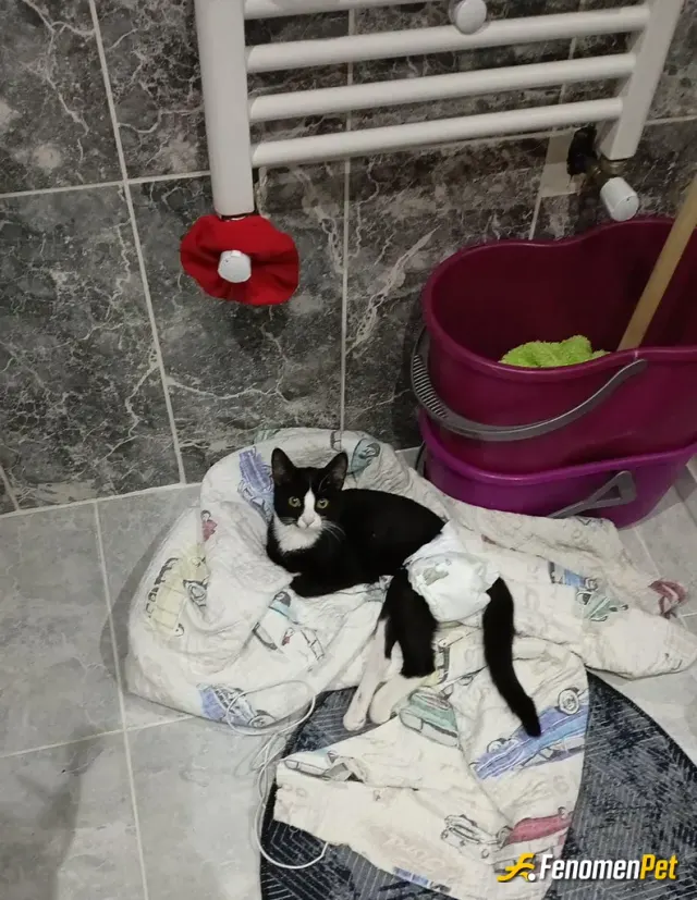 Sokak hayvanı besleme: Kedim 5 kattan dustu 30 bin emelyat parasi odedim ve halen daha da bakmaktayim