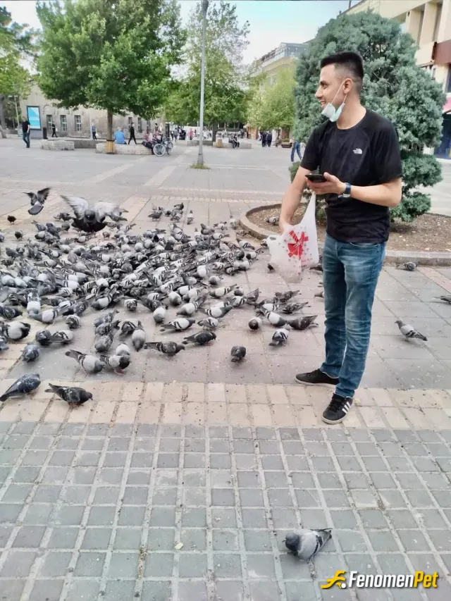 Sokak hayvanı besleme: Yuzlerce belki daha fazla yabani guvercin sayenizde tika basa doydu etkinlik icin tesekkurler