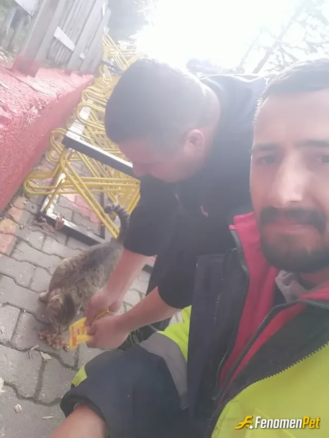 Sokak hayvanı besleme: Sokaktaki dostlarımızı unutmayalım