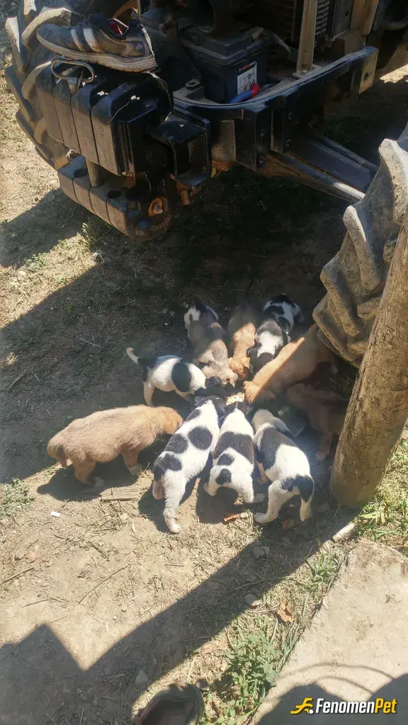 Sokak hayvanı besleme: #Fenomenpet tatlı patiler 🐾🐾