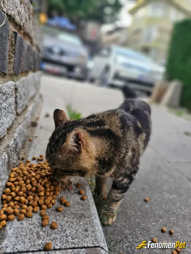 Sokak hayvanı besleme: 200 TL lik kuru mama feda olsun