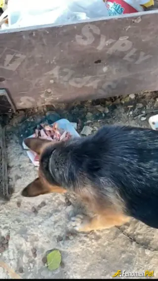 Sokak hayvanı besleme: Yolda geçerken bu şirin köpüşle tanıştım gidip kemik aldım doya doya yedi..