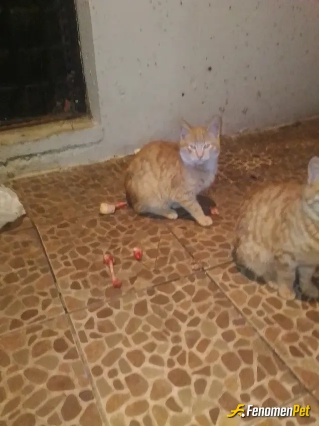 Sokak hayvanı besleme: Hayvanlar bizim en iyi dostumuzdur. İnsanlardan bile iyi.
