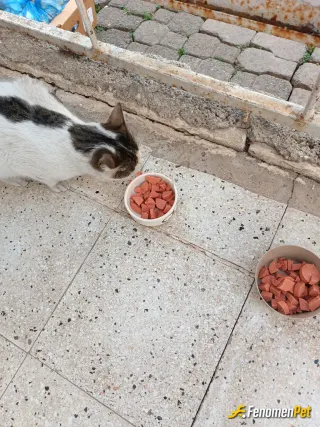 Sokak hayvanı besleme: Çok seviyorum kedilerimi