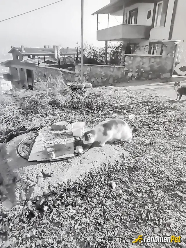 Sokak hayvanı besleme: Bunlar bizim komşunun ve ben hergun oraya köpeklere ve kedilere artan yemekler ney varsa hepsini koyarım ve he