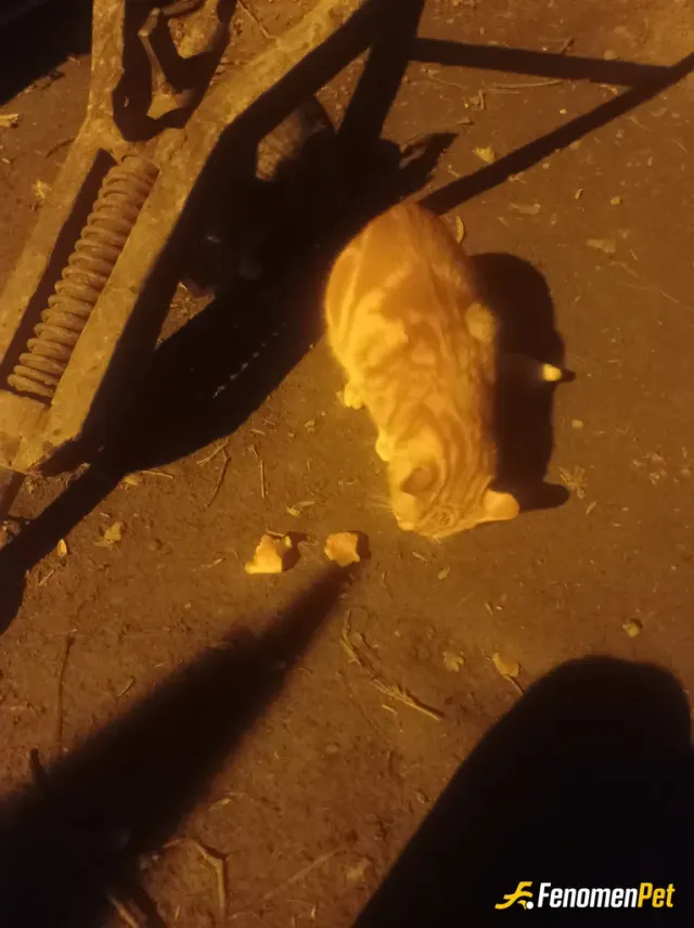 Sokak hayvanı besleme: Evimin önünde 3 tane kedi var 🐈 onlara ekmek verdim hergun elimden geldi kadar doyuruyorum