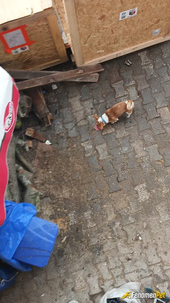 Sokak hayvanı besleme: İşyerine gelen bu dostumuzu her sabah salam ve sosisle iş arkadaslarımızla besliyoruz hergün bi kisi bu dostum
