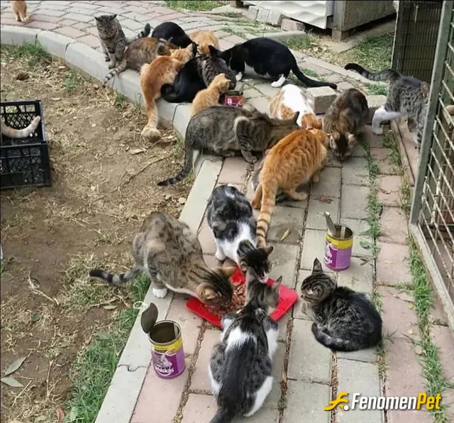Sokak hayvanı besleme: Çok nankör tanıdım hiç biri kedi değildi...