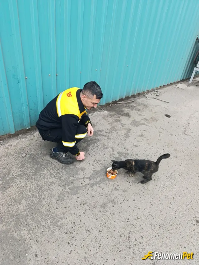 Sokak hayvanı besleme: Sokak hayvanlarına yemek vermeyi seviyoruz