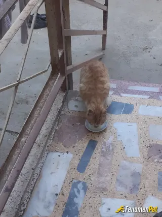 Sokak hayvanı besleme: Herzaman beslerim