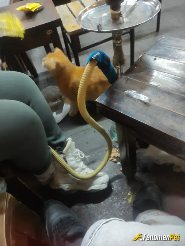 Sokak hayvanı besleme: Beyazıtta açık alandaki nargile kafenin çevresinde 7 tane kedi var. Her gittiğimde ıslak ve kuru mama alıp ver