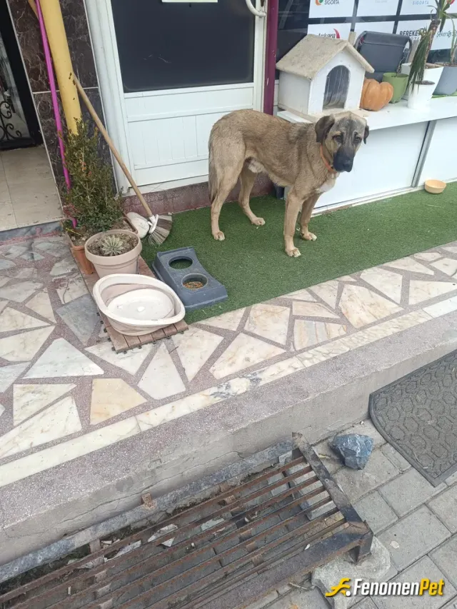 Sokak hayvanı besleme: Ben zaten her gün belli yerlere her gün mama bırakıyorum zaten hayvan severler derneği ne üyeyim
