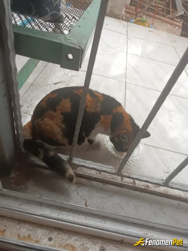 Sokak hayvanı besleme: İyilik iyidir.