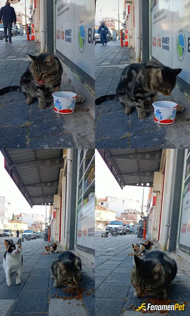 Sokak hayvanı besleme: Hayvanları beslemek.