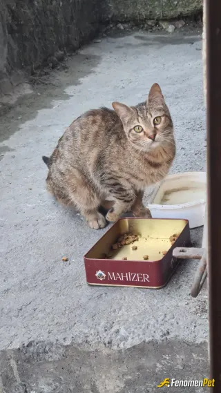 Sokak hayvanı besleme: #Fenomenpet Bir cana değer vermek, ona sevgiyle bakmak, yaşamı daha anlamlı kılıyor. İyi ki varsın, sevgili do