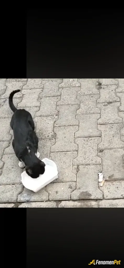 Sokak hayvanı besleme: #Fenomenpet  Mahallemizin tatlı belası :)