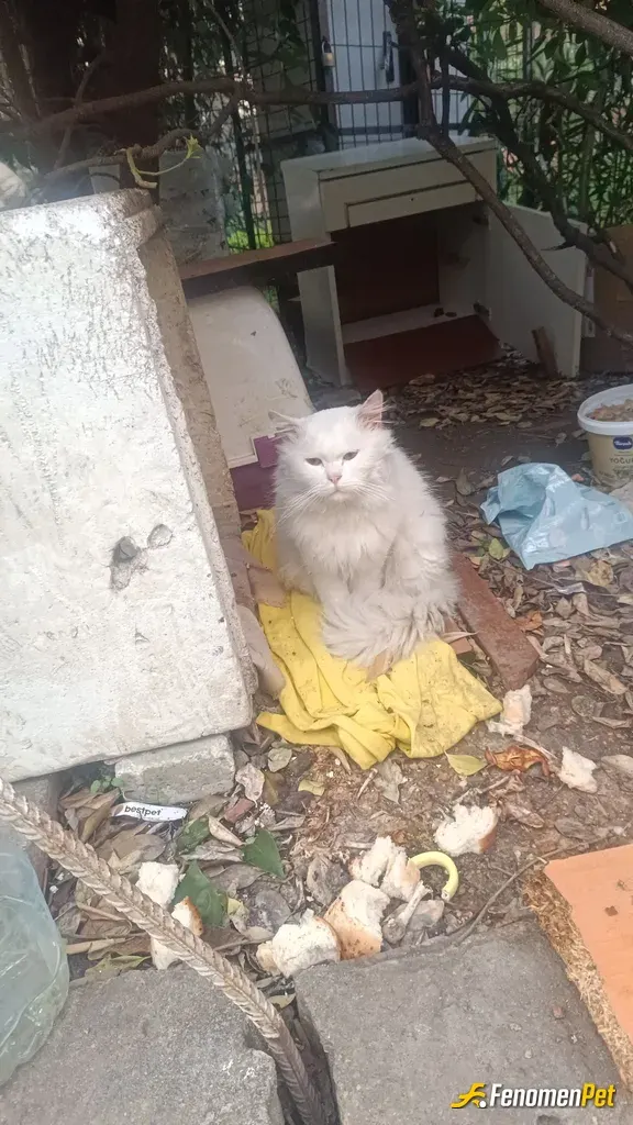 Sokak hayvanı besleme: bu kediyi sokakta buldum tedavi ettiriyorum fip hastasi video atabilirim https://www.instagram.com/reel/C6UJaZ