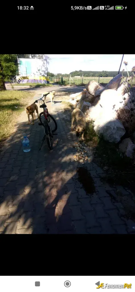 Sokak hayvanı besleme: Fenomenbet kral