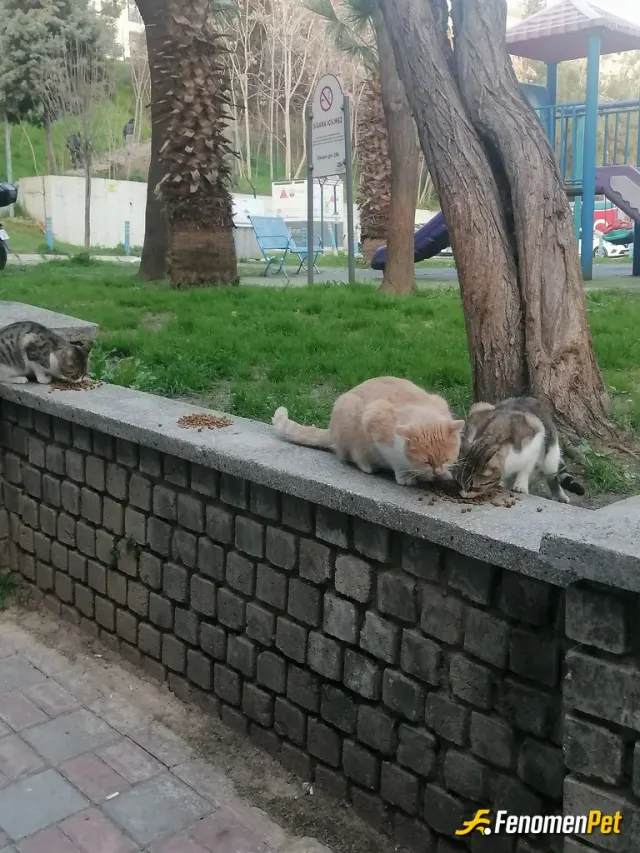 Sokak hayvanı besleme: kıyamam bu patilere