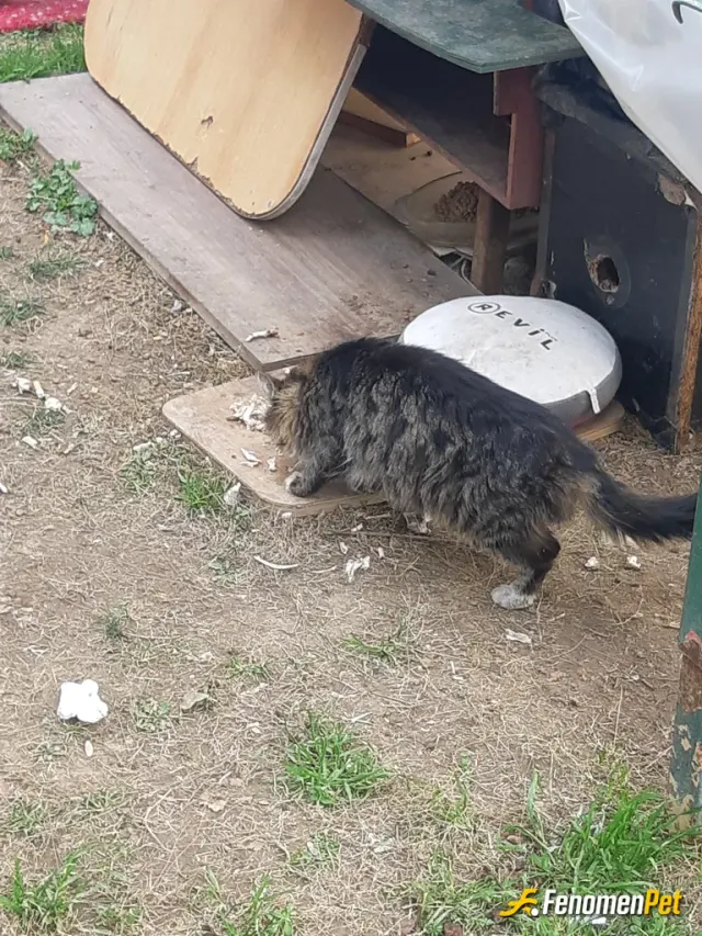 Sokak hayvanı besleme: Sokak hayvanlarına sahip çıkmalıyız.