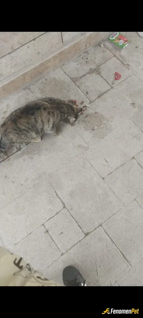 Sokak hayvanı besleme: Mahallemizin minnoşu her sabah ekmek almaya çıktığımda mutlaka kapıda beni bekler ve bende elimden ne geliyors