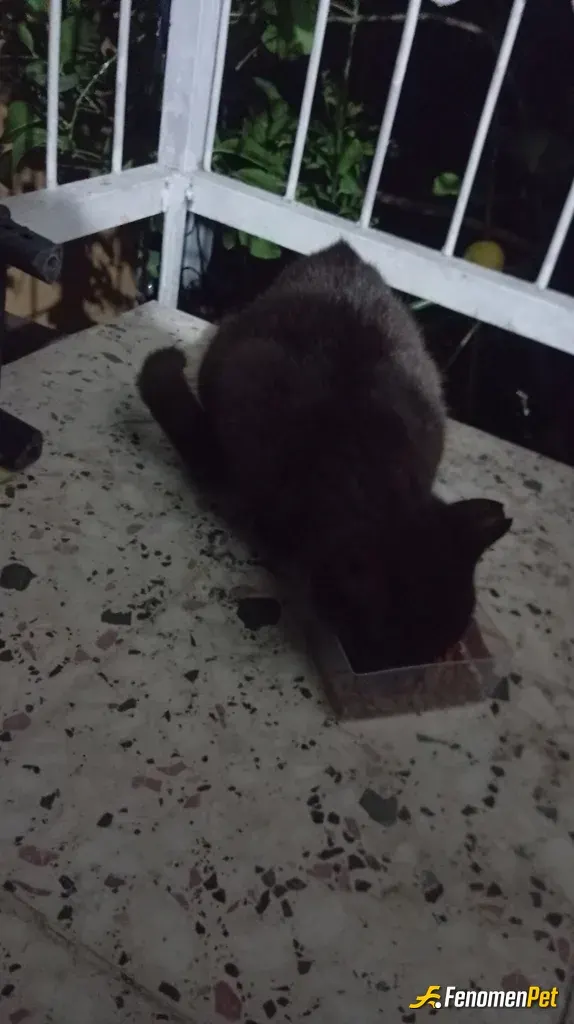 Sokak hayvanı besleme: Devamlı misafirim hayvan sevmeyen insan sevemez bu kedi düzenli olarak gelir benden mama ister bende balkonda 
