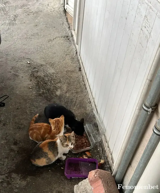Sokak hayvanı besleme: @Fenomenpet Mama ile besledım