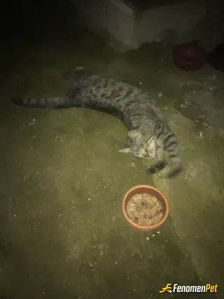 Sokak hayvanı besleme: Geceleri bahçeme gelip benden mama bekliyor😊