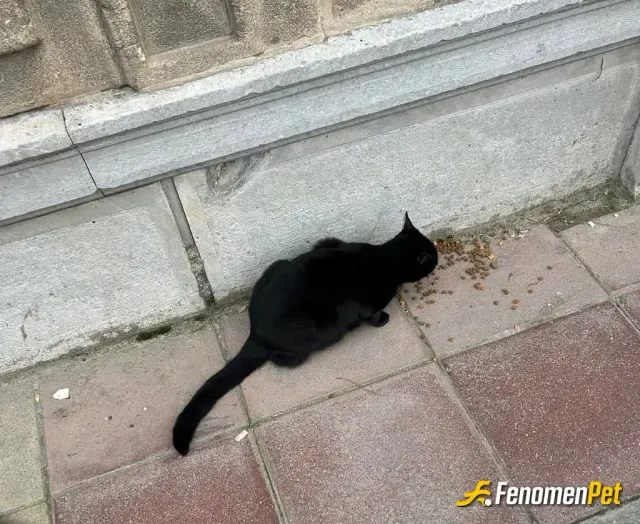 Sokak hayvanı besleme: #Fenomenpet kara kedim benim can feda sana