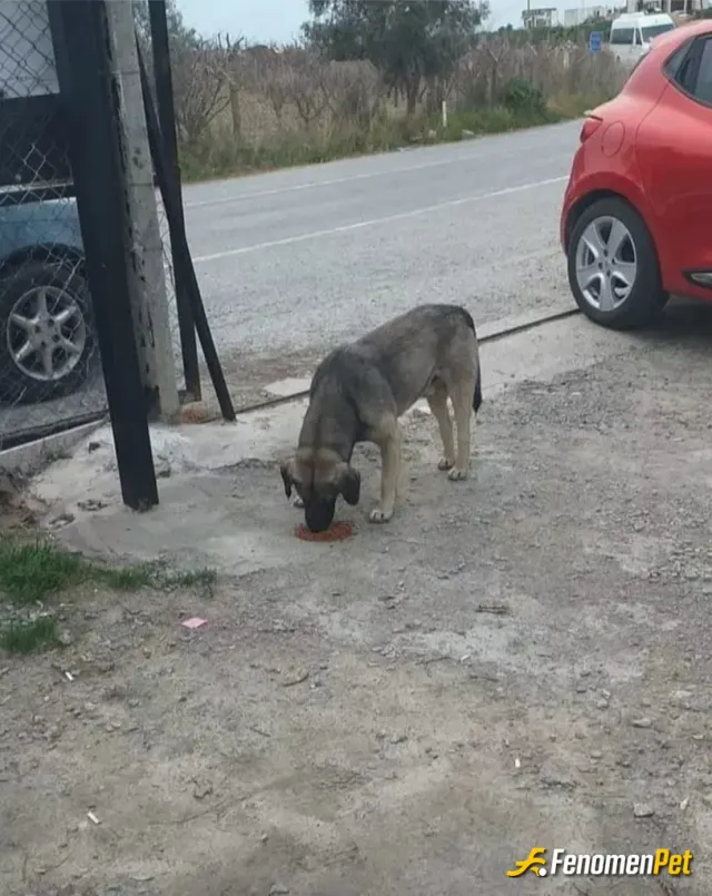 Sokak hayvanı besleme: Canı gönülden…