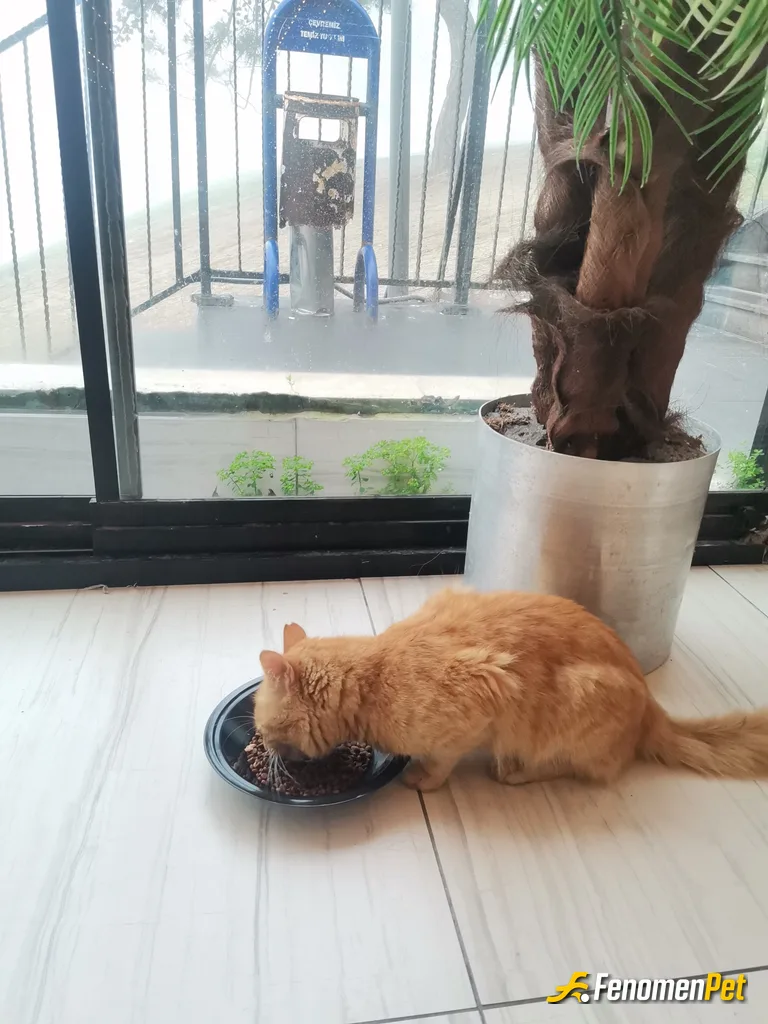 Sokak hayvanı besleme: Çalıştığım işyerinde sokakta kalan kedileri Kapı önüne kaba kedi maması koyup besliyorum