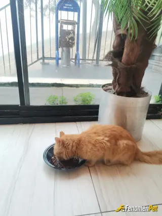 Sokak hayvanı besleme: Çalıştığım işyerinde sokakta kalan kedileri Kapı önüne kaba kedi maması koyup besliyorum