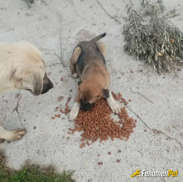 Sokak hayvanı besleme: Hergun besleme yaptığımız köpeklerimiz maalesef yok artık.. Onlarca köpek arasından 3-5 tane kaldı.. Yeni kanu