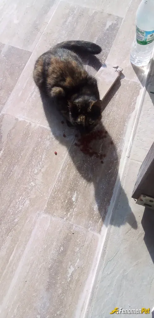 Sokak hayvanı besleme: Calistigim yerde sahipsiz kedileri besliyorum. Farkindalik yaratiginiz icin helal olsun FENOMENBET. ikinci kes
