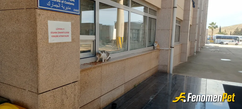 Sokak hayvanı besleme: Beni bekliyor camda küçük dostum..