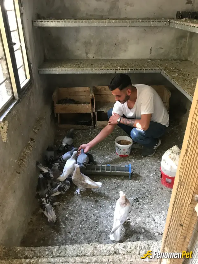 Sokak hayvanı besleme: Yorum yok