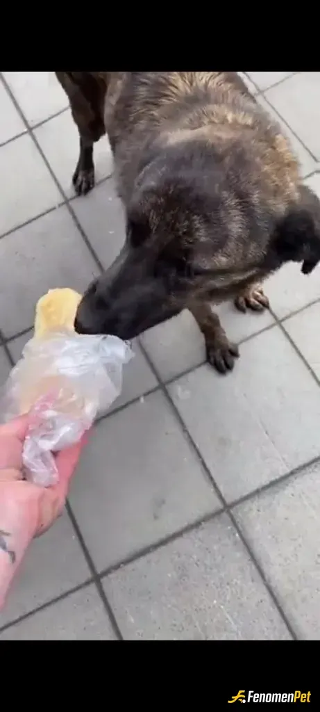 Sokak hayvanı besleme: Gelip camdan yiyeceklere bakıyordu canım♥️