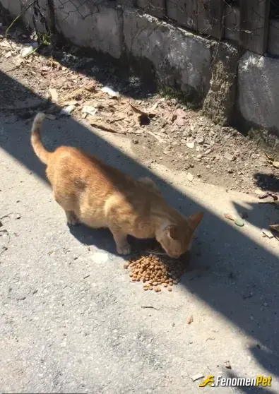 Sokak hayvanı besleme: hepsi bizim canımız