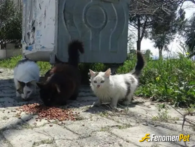Sokak hayvanı besleme: Günlük belirli yerlere mama ve su birakiyorum